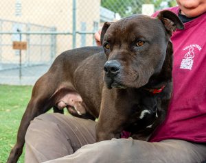 KHTS Adopt a Pet - Barnaby