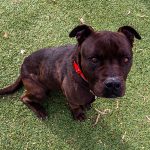KHTS Adopt a Pet - Barnaby