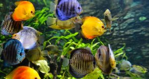 Fish in aquarium