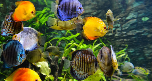 Fish in aquarium
