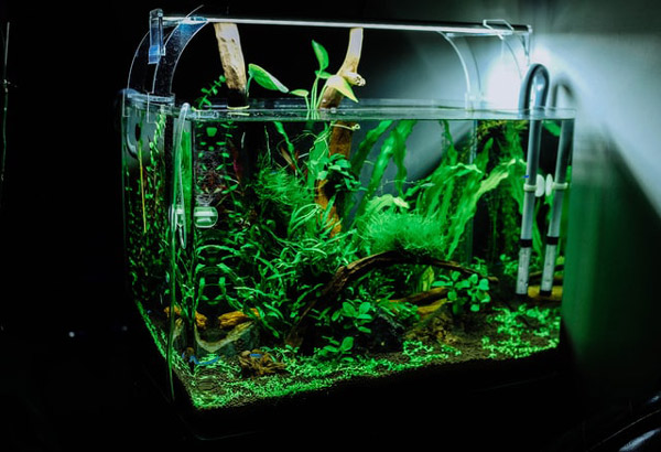 Image of an aquarium