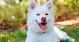 White fluffy dog