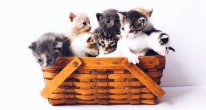 Basket of kittens