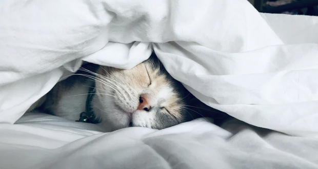 Cat sleeping in covers