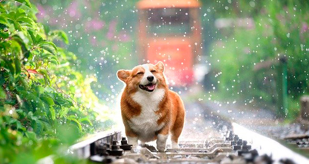 Dog on Trolly Tracks