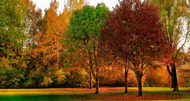 Autumn Trees