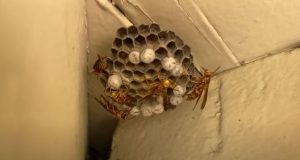 Santa Clarita Pest Control - Unipest - Paper Wasps