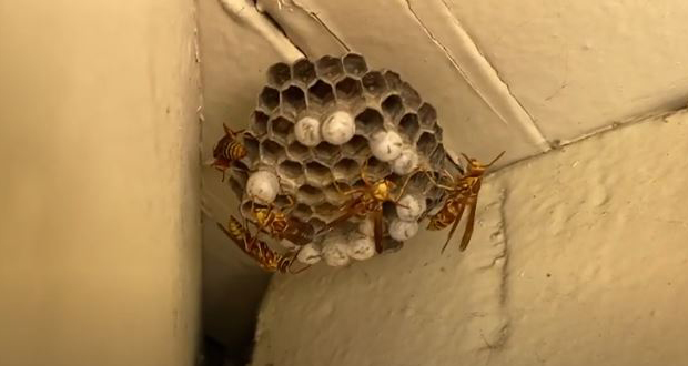 Santa Clarita Pest Control - Unipest - Paper Wasps