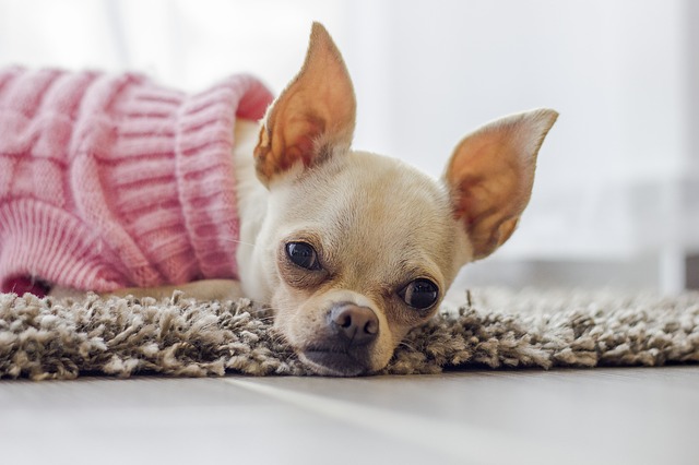 chihuahua in a pink sweater