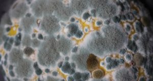 Mold