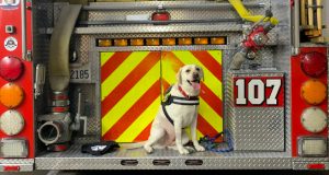 echo the fire dog 107 lacofd