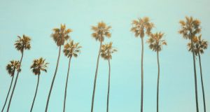 Palm Trees