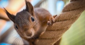 Squirrel