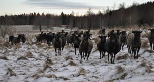 KHTS Broadcast Received Across The Globe By Swedish Listener