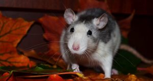 Rat