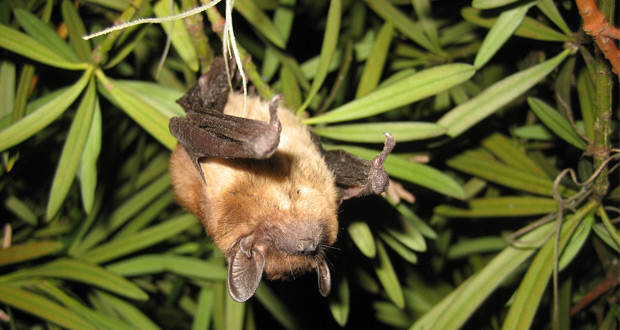 The Dangers Associated With Bats And How They Can Impact Your Health ...