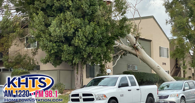 Fallen Tree in Valencia