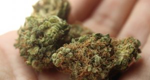 Weed In Hand