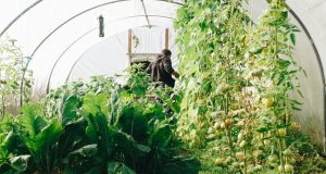 Indoor Gardening