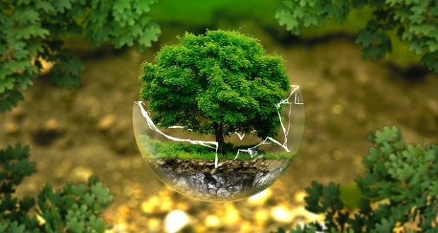 Tree in a glass