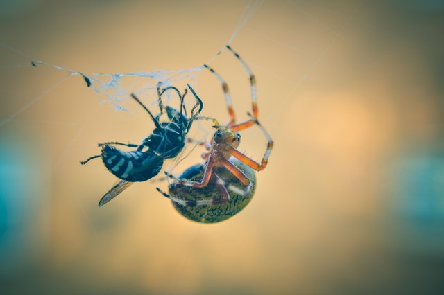 wasps