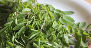 Moringa plant