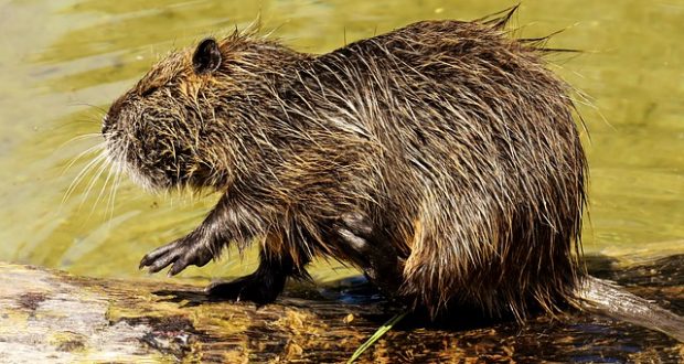 Nutria Water Rat