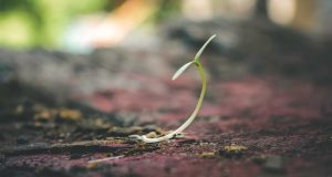 Seed Sprouted