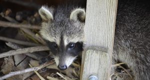 Raccoon