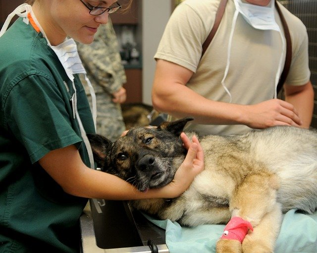 Dog at the vet