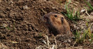 Gopher - Unipest Pest Control