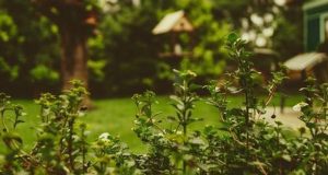 Outdoor Plants