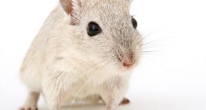 Rat