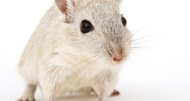 Rat