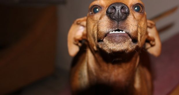 Dog Growling