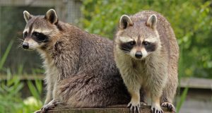Raccoon Removal - UNIPEST Pest Control