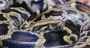 Snake