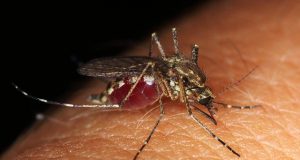 Mosquito