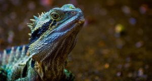 Green Lizard