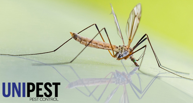 Unipest Pest Control - Mosquitoes