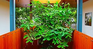 Indoor Plant