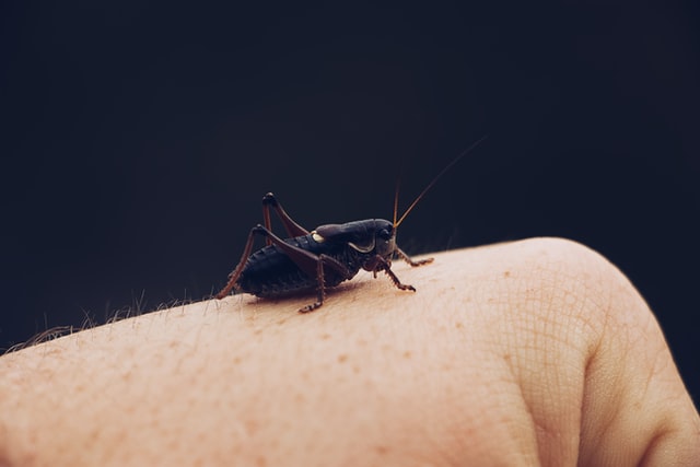 Bug on hand