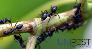 Unipest - Ants