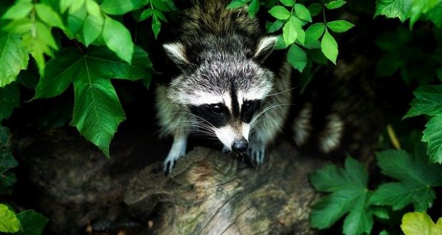 Raccoon