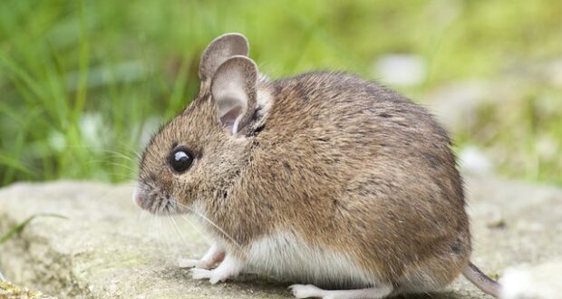 Mouse