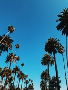 Palm Trees