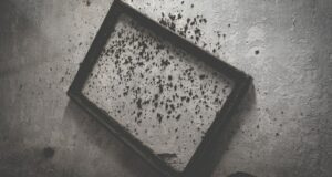 mold