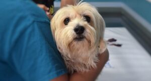 Dog With Vet