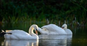 swans