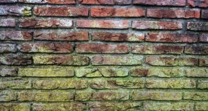 mold